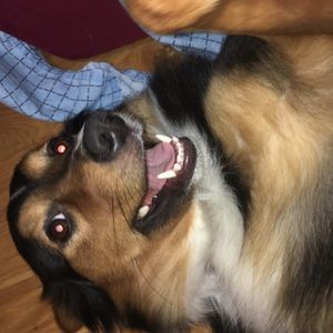 Meet your Posher, Bailey